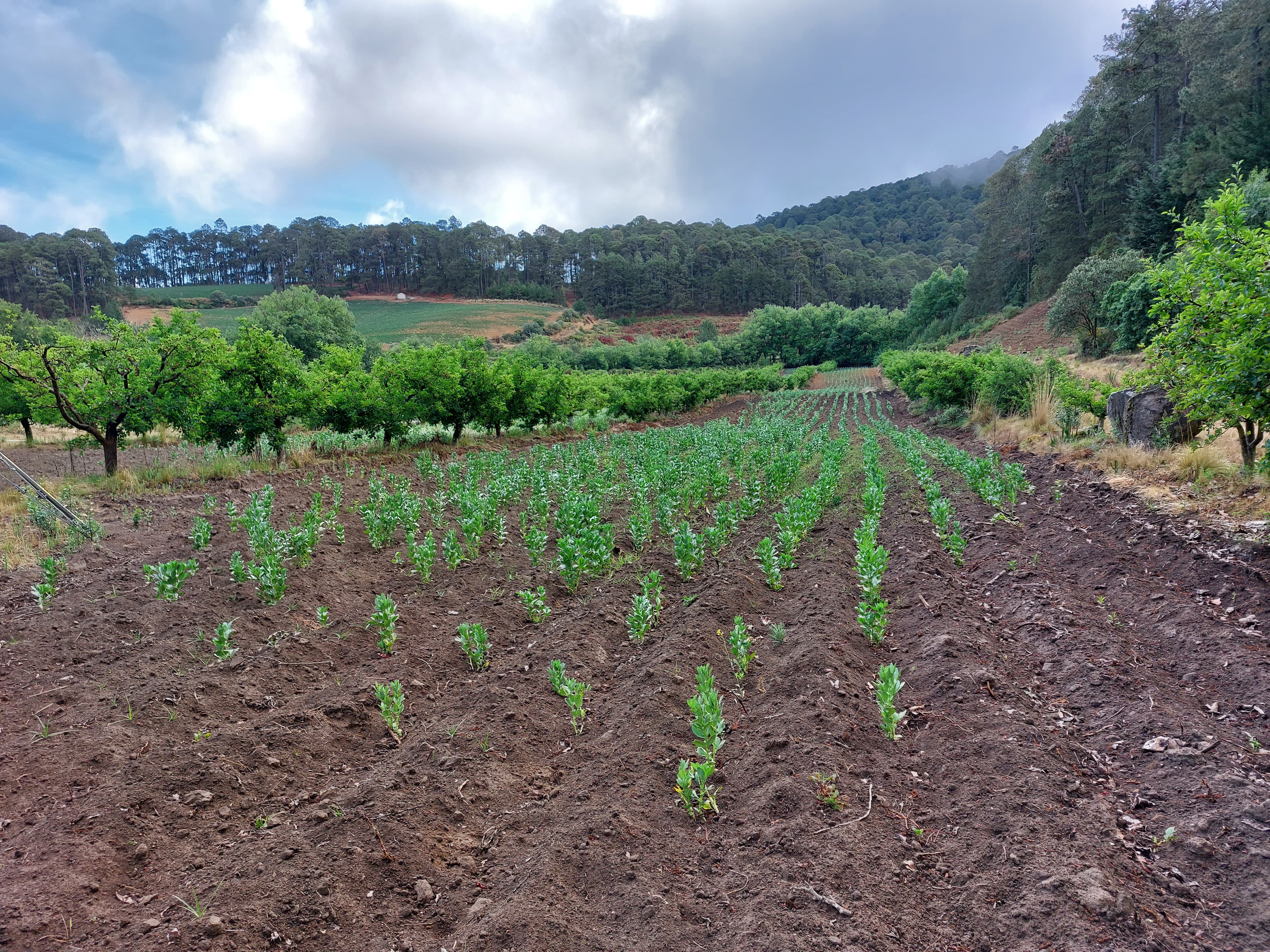 Manzanas jóvenes con tutores en el vivero