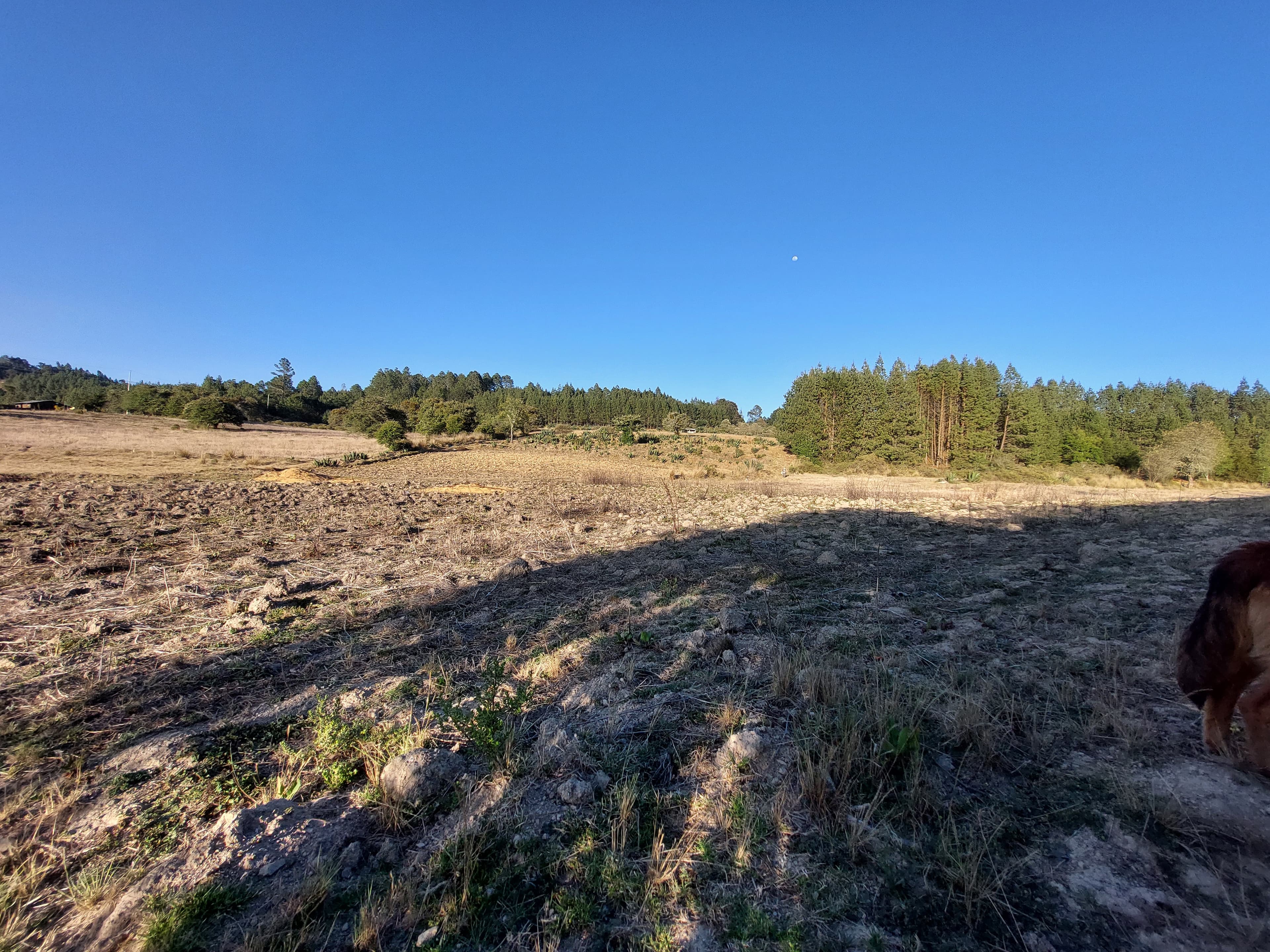 Manzanas rojas maduras en el árbol